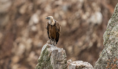 Vulture Watching